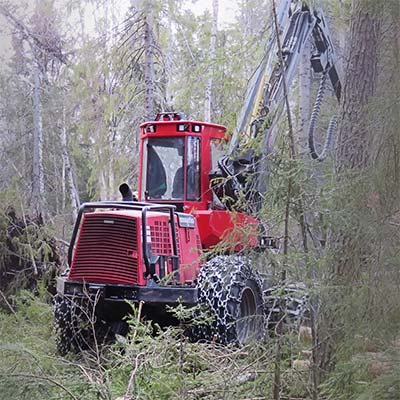 Röjning och gallring